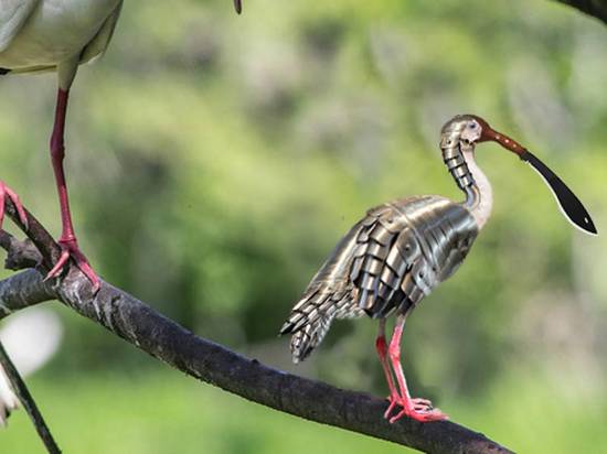 Armored Ibis