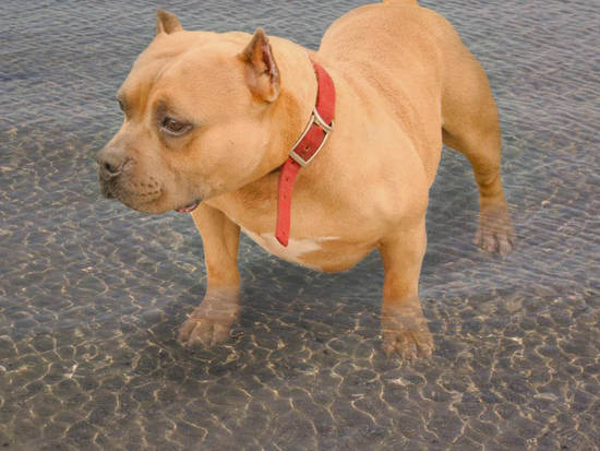 Dog on the Beach