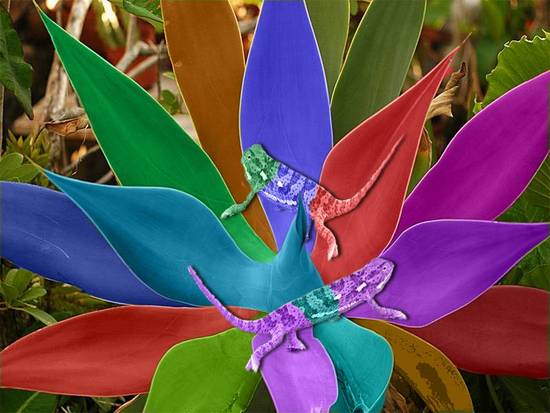 Paint Bucket Sun Plant