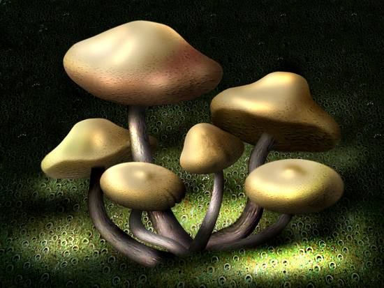 mushrooms