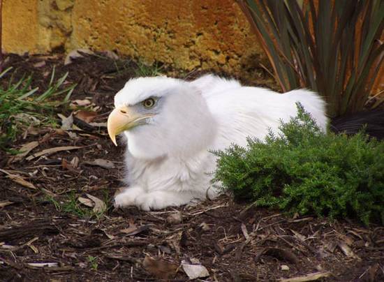 Eagle cat