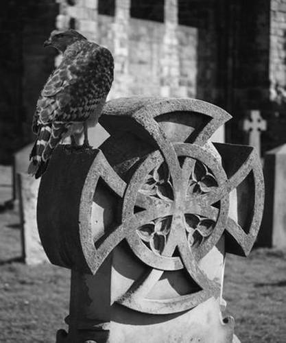 Gravestone Hawk