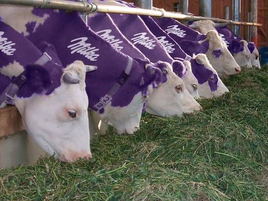 The Milka cow barn