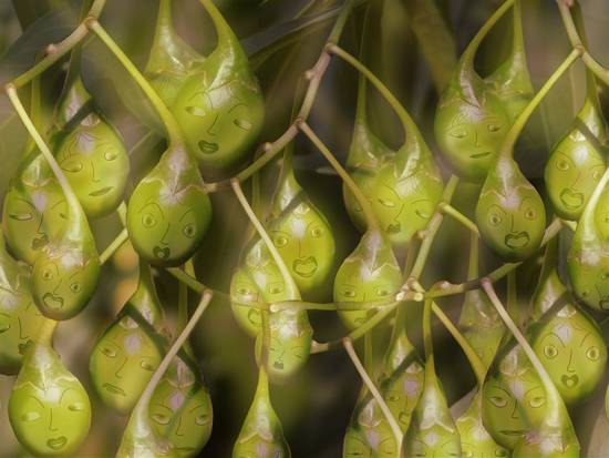 Smiley berries