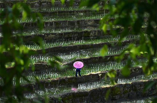 steps of rice