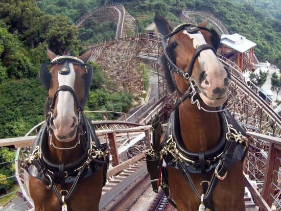 Wandering Horses