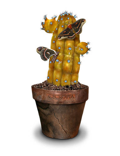 Cactus