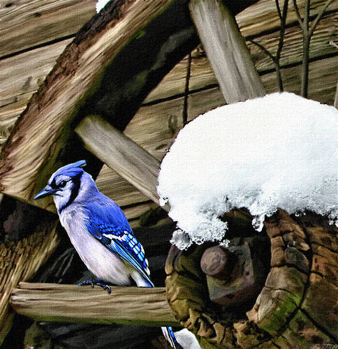 Winter Blue jay