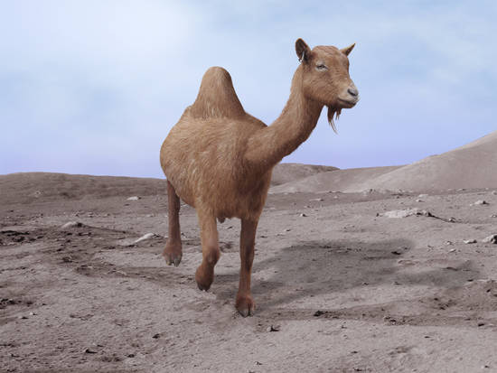 Camel