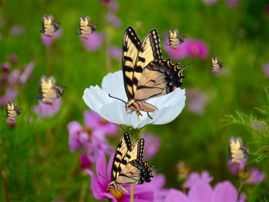 Jardn de Mariposa