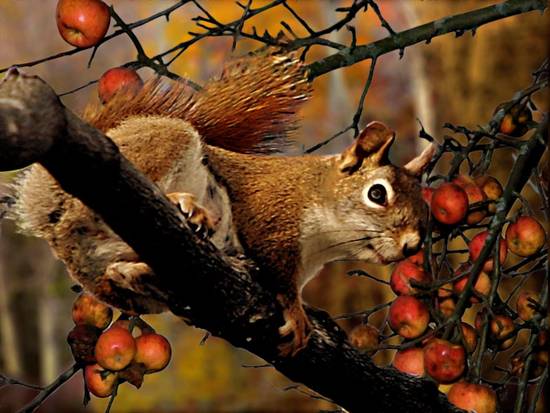 Fall Bounty