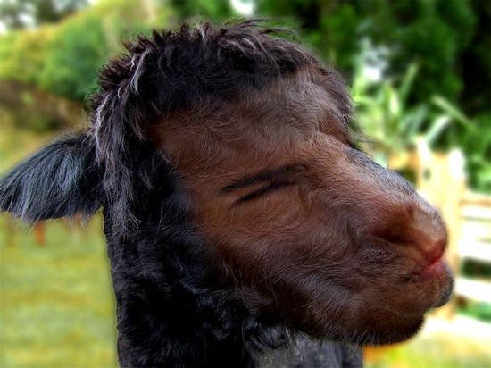 alpaca lautner