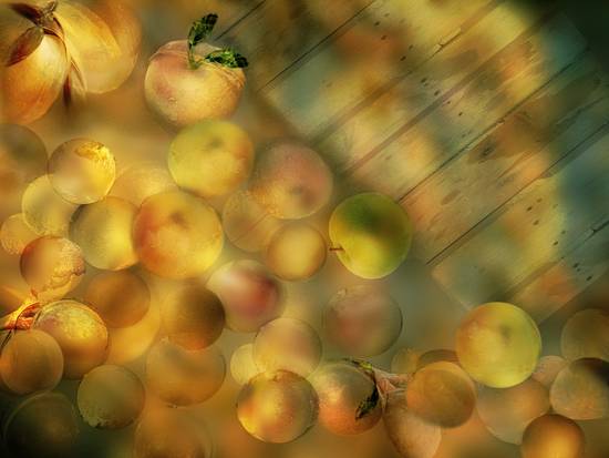 Harvest time