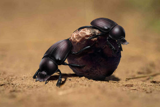 Dung Beetles