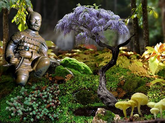 Bonsai Warrior