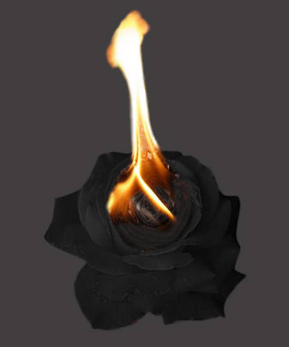 Burning rose