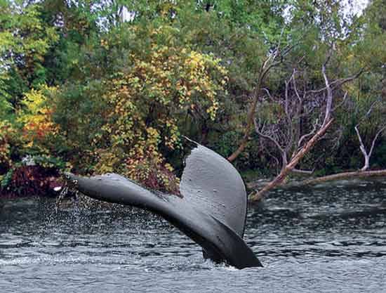 swamp whale