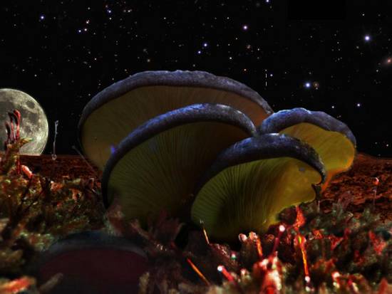 Mars Mushrooms