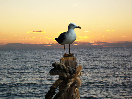 The Majestic Gull