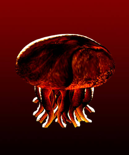 Magma Jellyfish