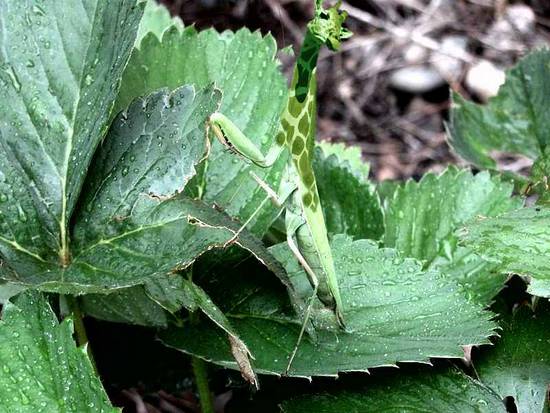 Grassgiraphe-Hopper