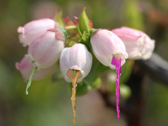 iBlossoms, fruit flavors