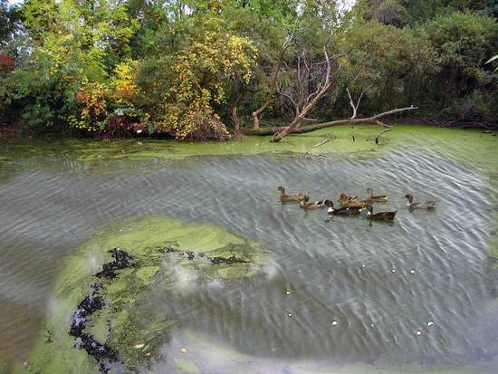 Ducks Wading