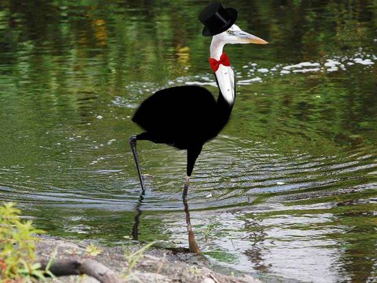 A Bird Groom