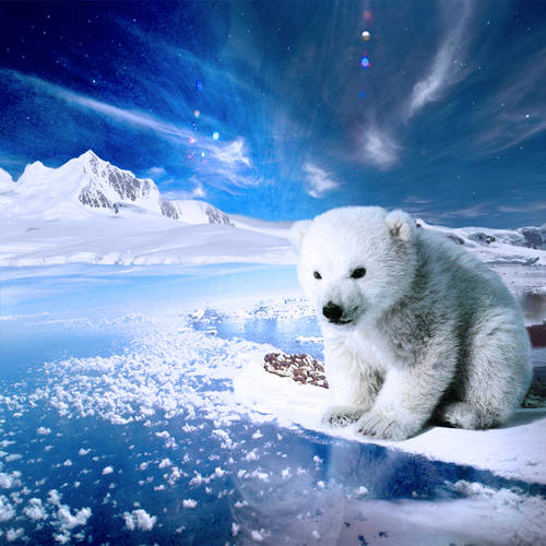 Arctic Dreamer