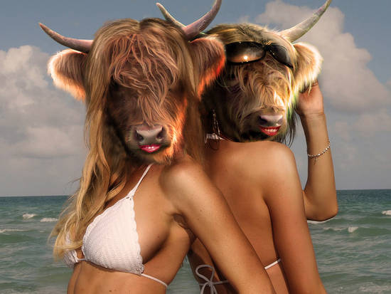 Bovine Beauties