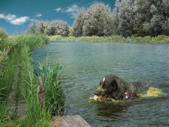 Dog Cleaning The River