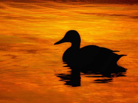 ON GOLDEN POND