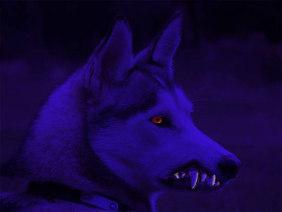 purple snarl