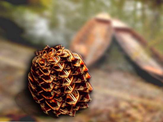 Pine cone