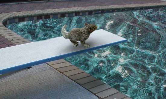 Diving Squirrel