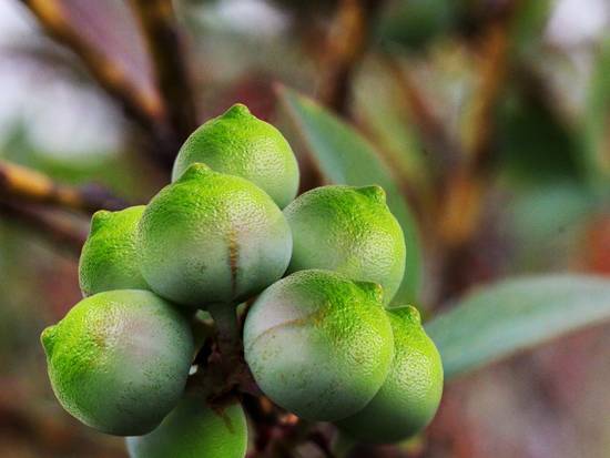 lemon tree