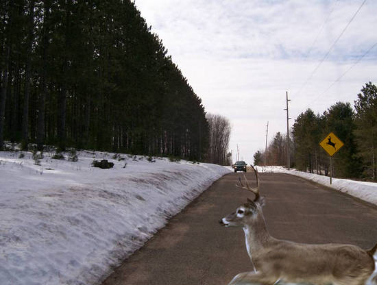 deer crossing