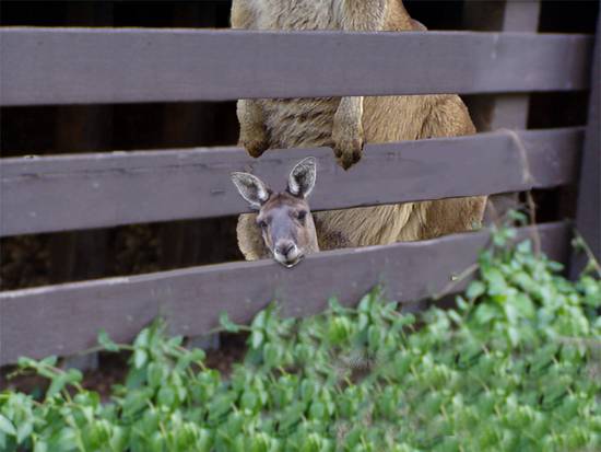 Peek-a-Boo Roo