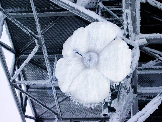 Frozen Flower Dish?