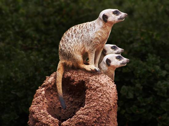 MEERKATS AT DUSK