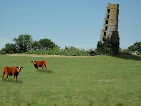 Leaning Tower of Mooooo