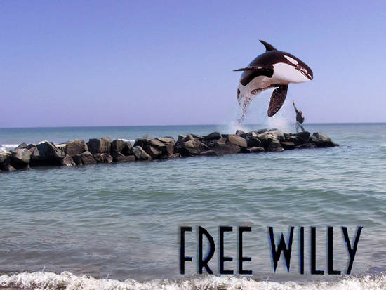 Free Willy