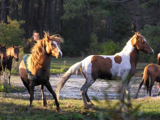 Chincoteague Roundup