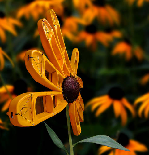 Black-Eyed Daisy