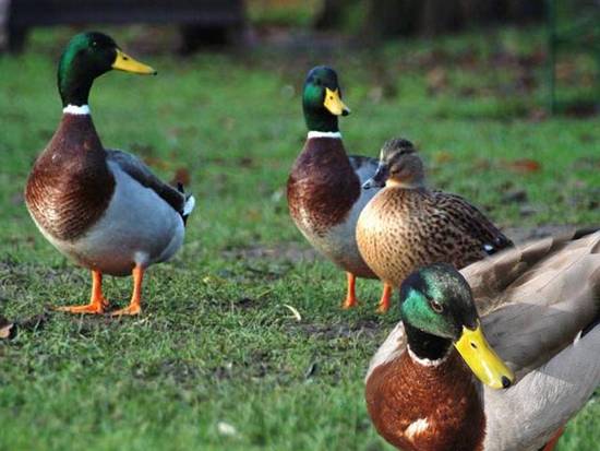 Mallard's family