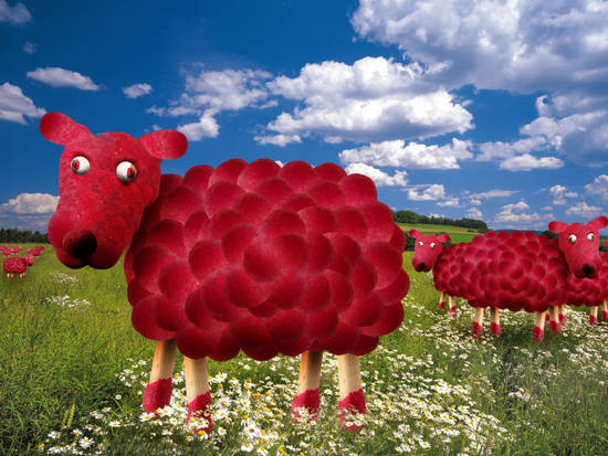 Red Sheep