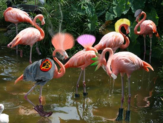 Punk Flamingos