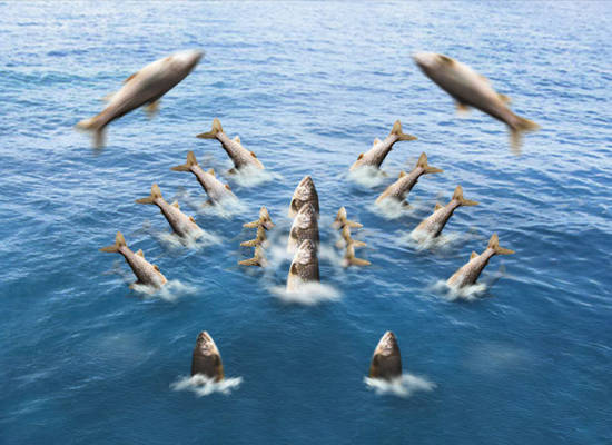 Synchronized Swimming