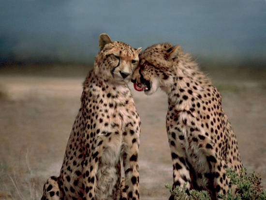 Cute Cheetahs