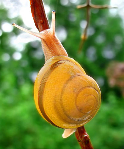 Clemesnail